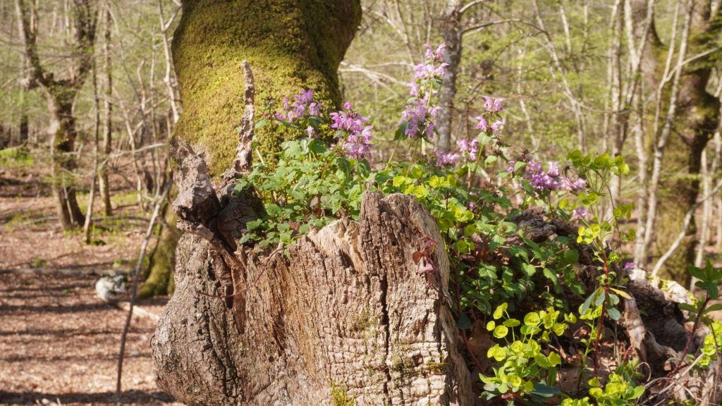 Blumenbeet im Baum